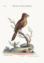 El Pájaro Carnicero Rojo o Ruso Crestado, 1749-73